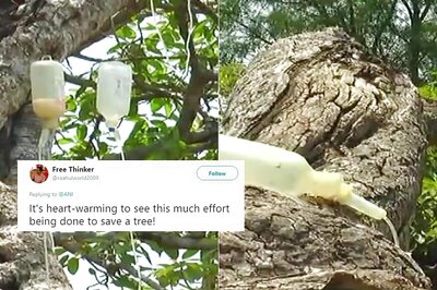 Good News: 700-Year-Old Banyan Put on Saline Drips Begins to Revive
