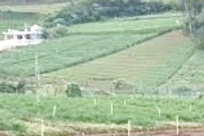 In Ooty, This Man With A PhD Does Organic Tea Farming