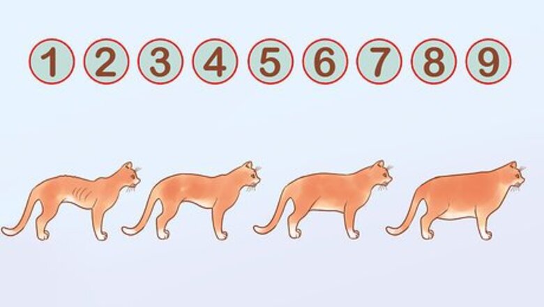 How to Put Your Cat on a Diet