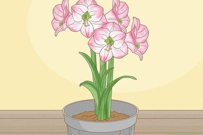 How to Plant Amaryllis
