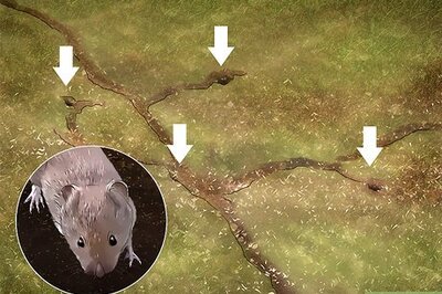 3 Easy Ways to Get Rid of Voles in Your Yard