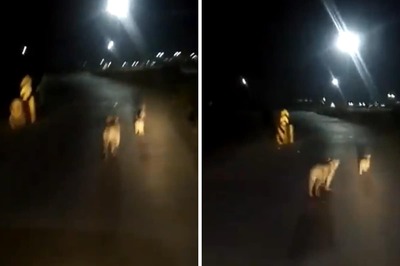 Trending: Lioness And Cubs Walk Down The Busy Amreli Highway At Night