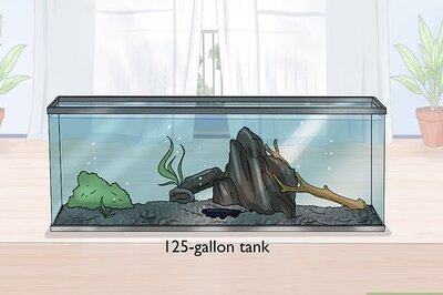 How to Care for a Black Ghost Knifefish