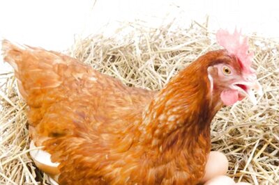 Indonesian Man Kills Friend Over Chicken Or Egg Riddle Question