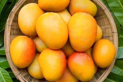 A New Hybrid Variety of Mangoes Has Anti-Cancerous Properties, Can Lower Blood Sugar Levels, Says Study