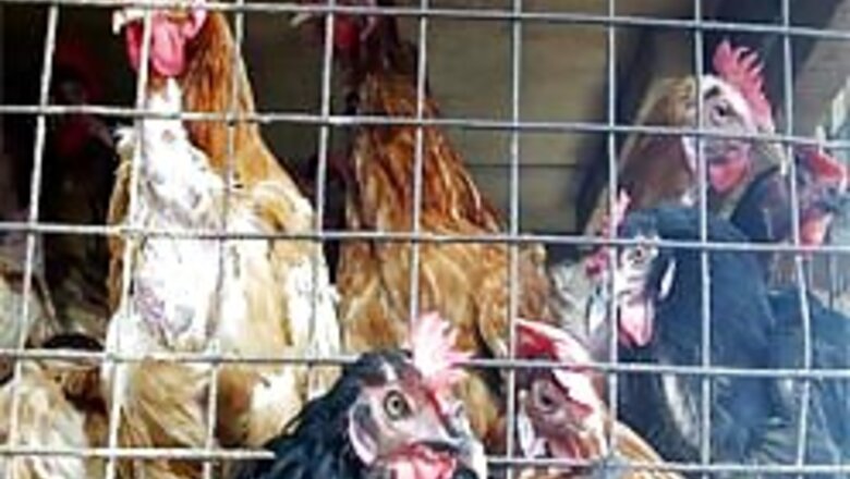 All you need to know about bird flu