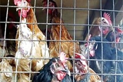 All you need to know about bird flu