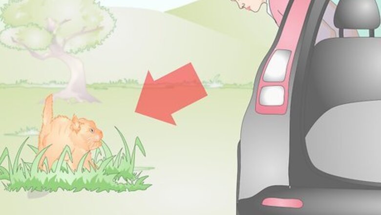 How to Approach a Sick or Injured Dog or Cat