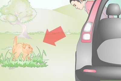 How to Approach a Sick or Injured Dog or Cat