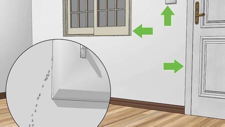 How to Get Rid of Tiny Ants