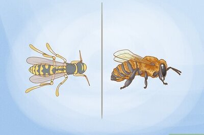 How to Kill Yellow Jackets