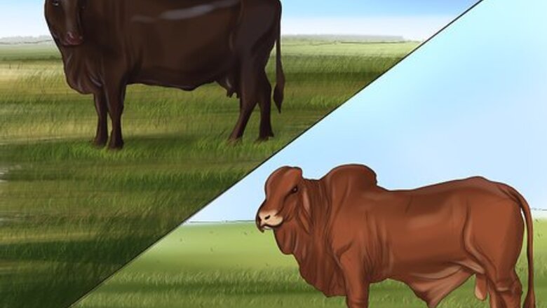 How to Identify Brangus Cattle