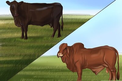 How to Identify Brangus Cattle