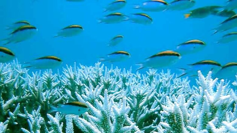 Great Barrier Reef may be stripped of heritage status