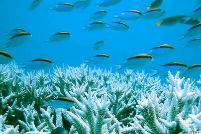 Great Barrier Reef may be stripped of heritage status