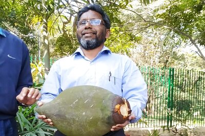 India's Only 125-year-old Double Coconut Tree Harvested After Several Years of Research