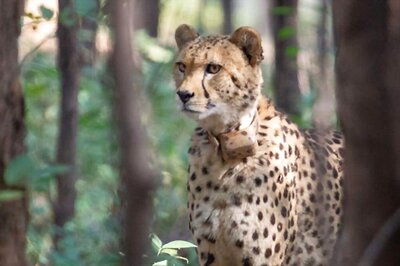 Only 5-7 of 20 Cheetahs at Kuno May Survive, Deaths So Far 'in Normal Range': S African Experts | Exclusive