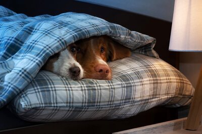 Diwali 2021: Here’s How to Make Deepavali Less Stressful and Pollution-free for Your Pets