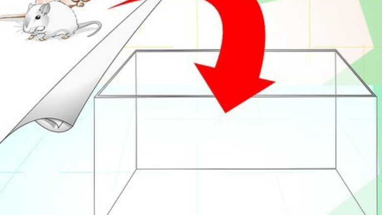 How to Set up a Gerbilarium