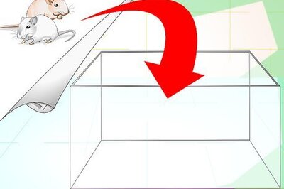 How to Set up a Gerbilarium