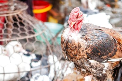 Rise in Human Bird Flu Cases in China Shows Risk of Fast-Changing Variants, Health Experts