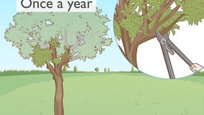 How to Trim and Maintain an Orange Tree
