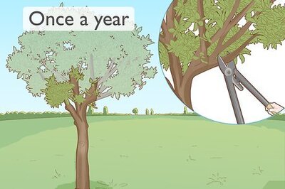 How to Trim and Maintain an Orange Tree