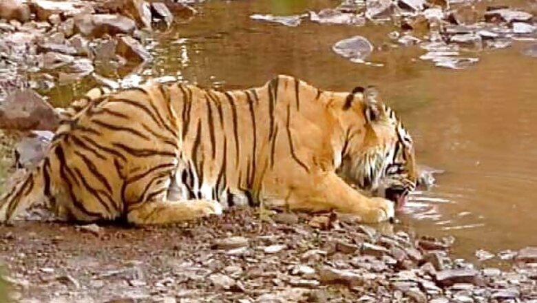 Tiger pug mark grows in Andhra Pradesh