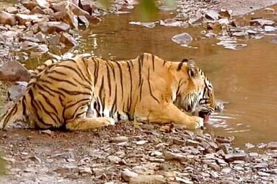 Tiger pug mark grows in Andhra Pradesh