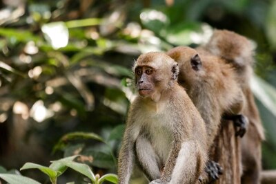 Bengaluru's ‘Dry Days’: Parched Monkeys Enter Residential Complexes in Search of Water, BBMP Lists Dos, Don’ts