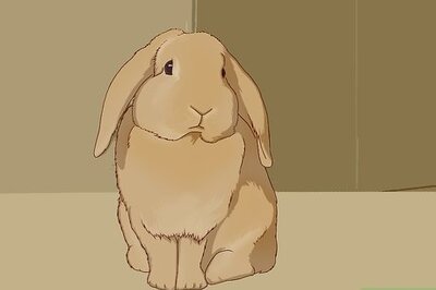 How to Feed Your Bunny Vitamins