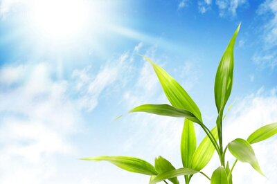 Rajasthan Govt Dreams Big, To Distribute Over 30 Crore Medicinal Plants