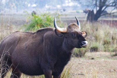 'Wildlife Needs Space to Move': Study Shows Two Native Species Struggle as Infra Projects Expand In MP, Maharashtra