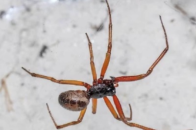 Bitten By False Widow Spider, UK Boy Rushed To Hospital After Unbearable Pain