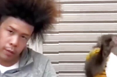WATCH: Monkey's Reaction to Man's Unusual Hairstyle Will Leave You Giggling