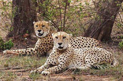 24 Months and Counting, What Are We Doing with Our 'Imported' Cheetahs?