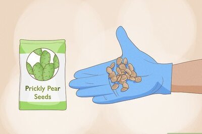 The Ultimate Prickly Pear Growing Guide