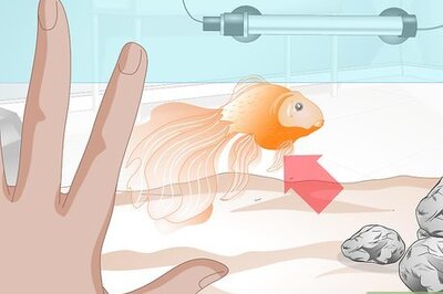 How to Cure Goldfish Dropsy
