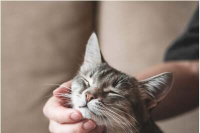 Noida: Pet Registration Must by Jan 31, 2023, Penalty on Delay