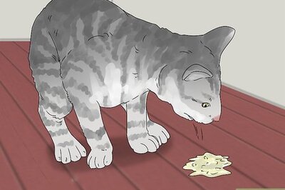 How to Treat Acetaminophen Toxicity in Cats