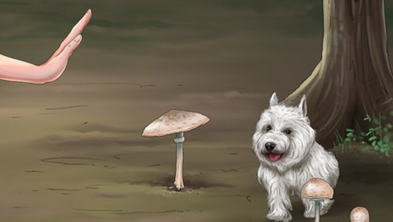 How to Protect Your Dog from Toxic Mushrooms