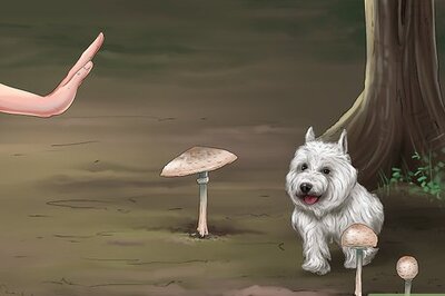 How to Protect Your Dog from Toxic Mushrooms