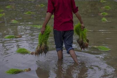 Cross FIRs Lodged as Farmer, Paddy Centre In-charge Fight in UP