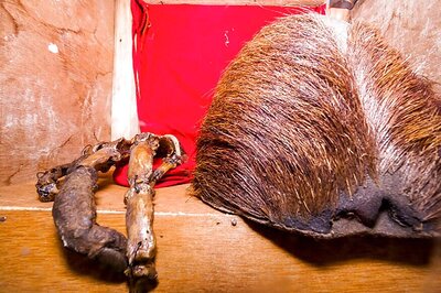 New Report Reveals Bear Facts About The Yeti