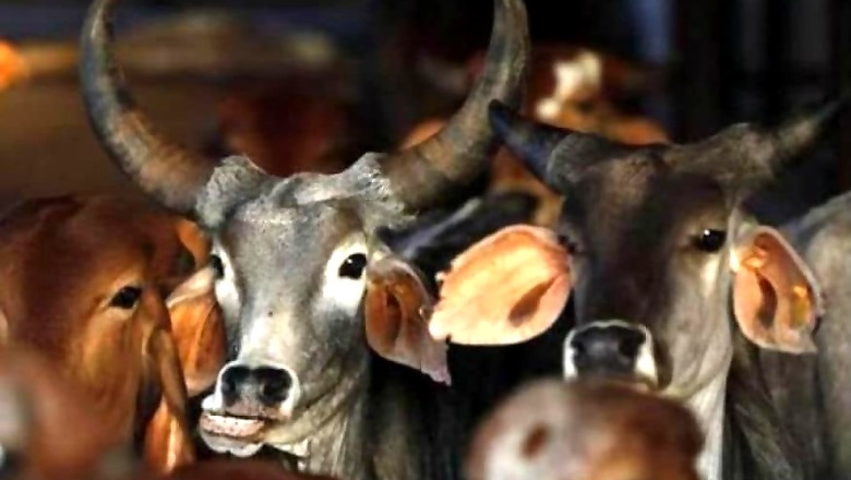 From Cow Dung to Urine: Hindu Mahasabha Suggests Bizarre Treatment for Coronavirus