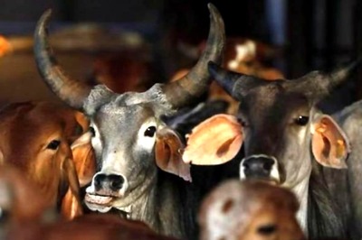 From Cow Dung to Urine: Hindu Mahasabha Suggests Bizarre Treatment for Coronavirus