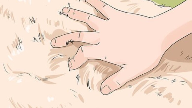 How to Identify an Irish Setter