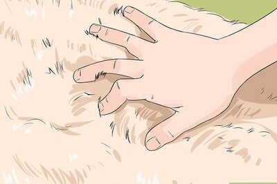 How to Identify an Irish Setter