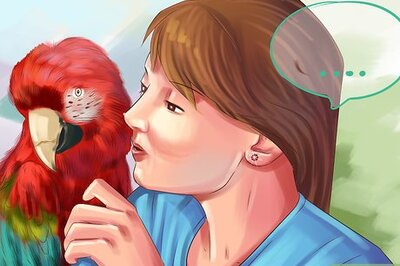 How to Stop a Greenwing Macaw from Biting