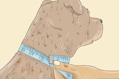 How to Make a Dog Bow Tie